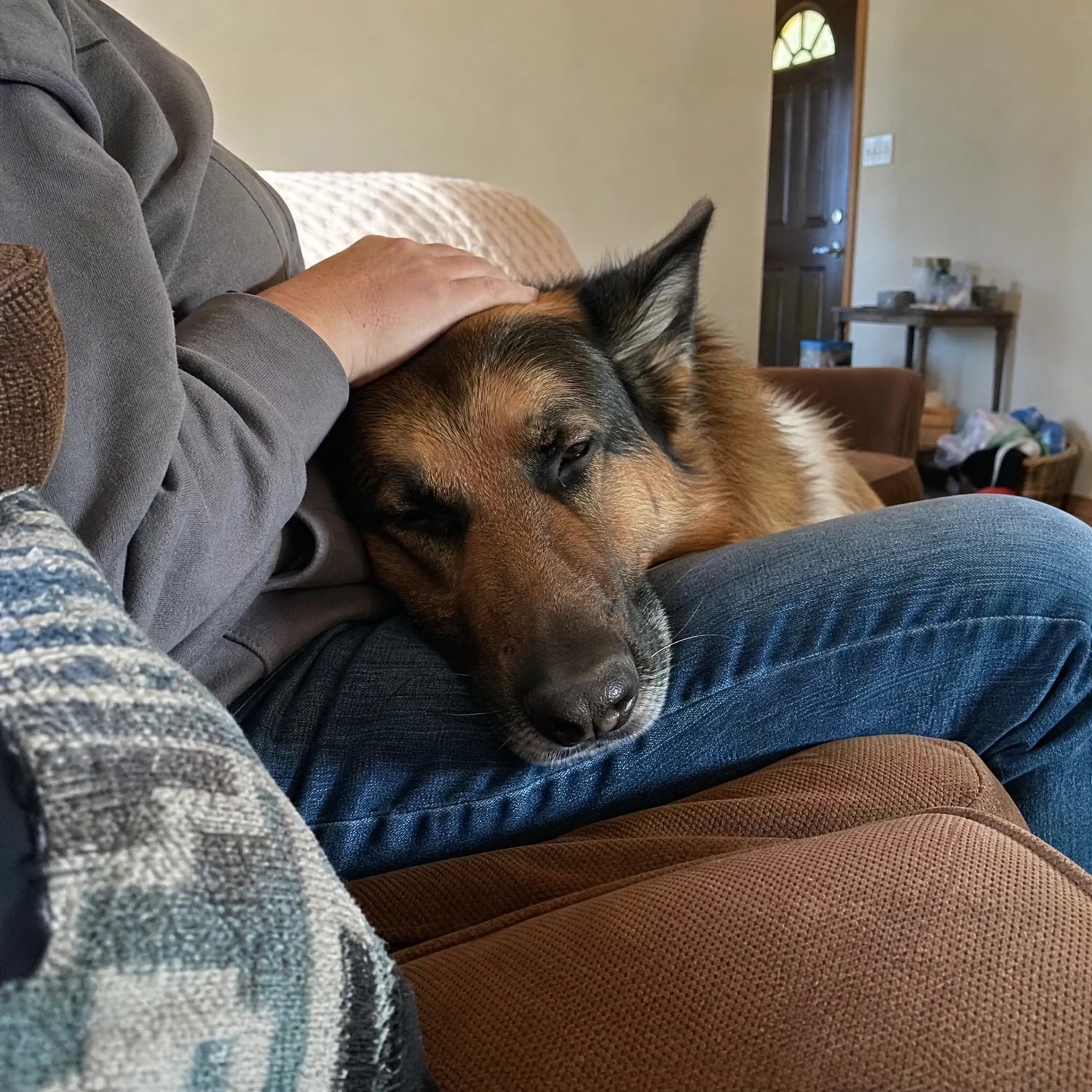 Chien détendu