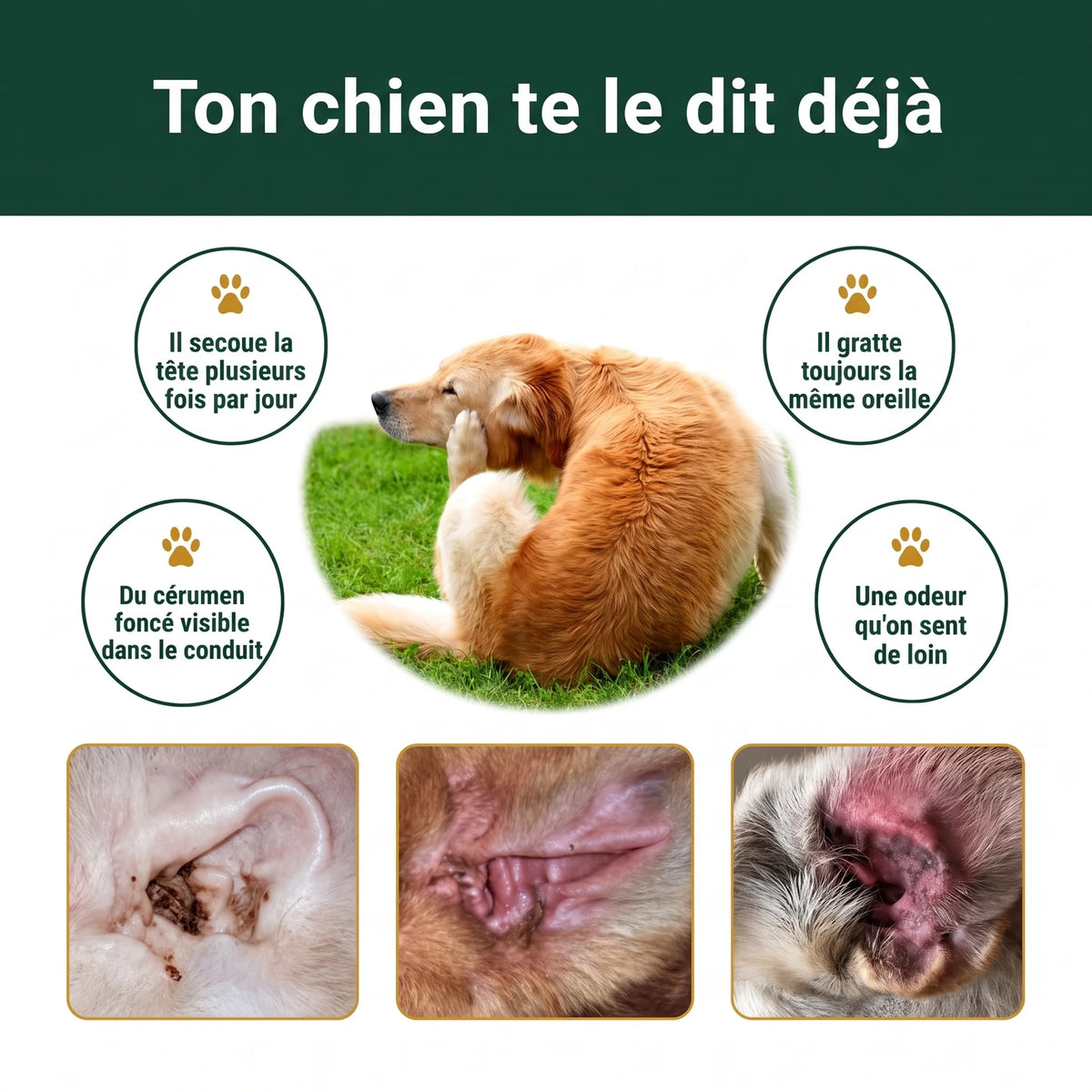 Ton chien te le dit déjà : les 4 signes