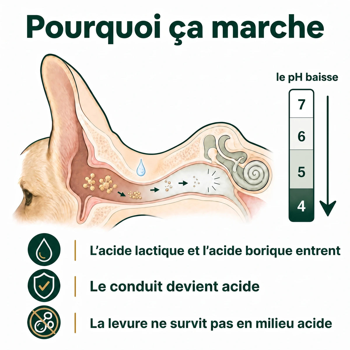 Pourquoi ça marche : le pH du conduit baisse