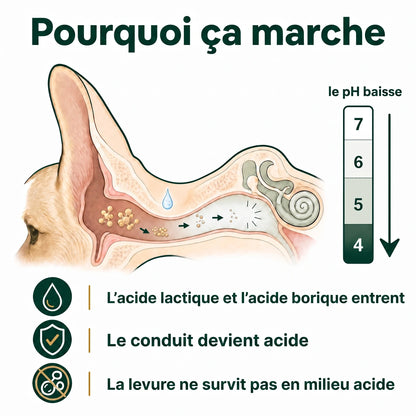 Pourquoi ça marche : le pH du conduit baisse