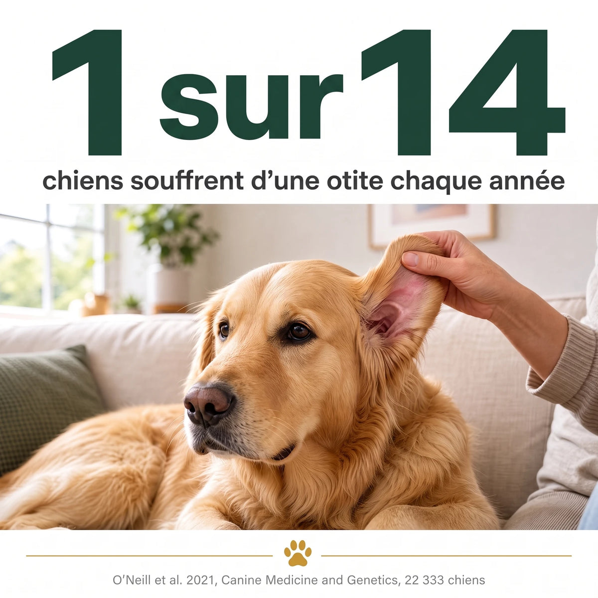 1 chien sur 14 souffre d'une otite chaque année