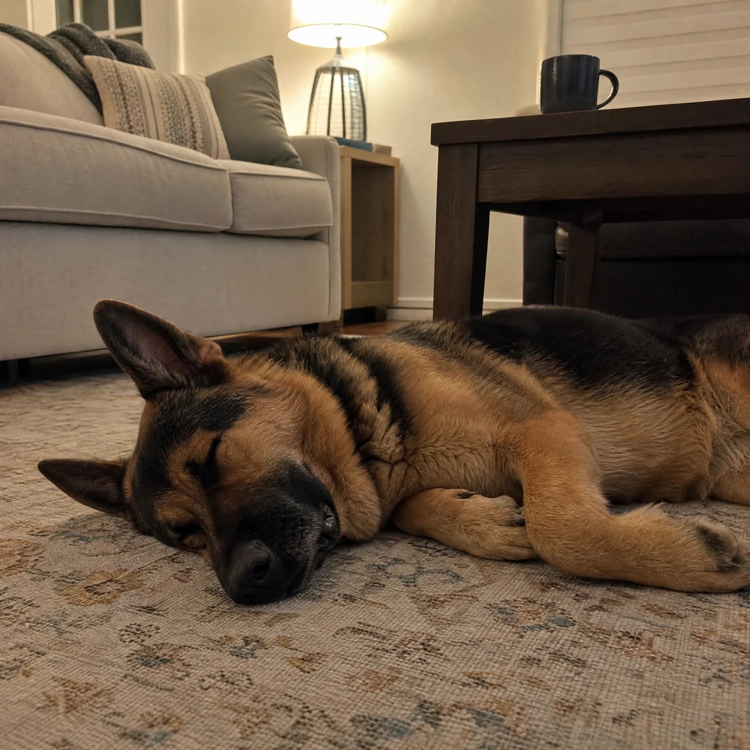 Chien qui dort